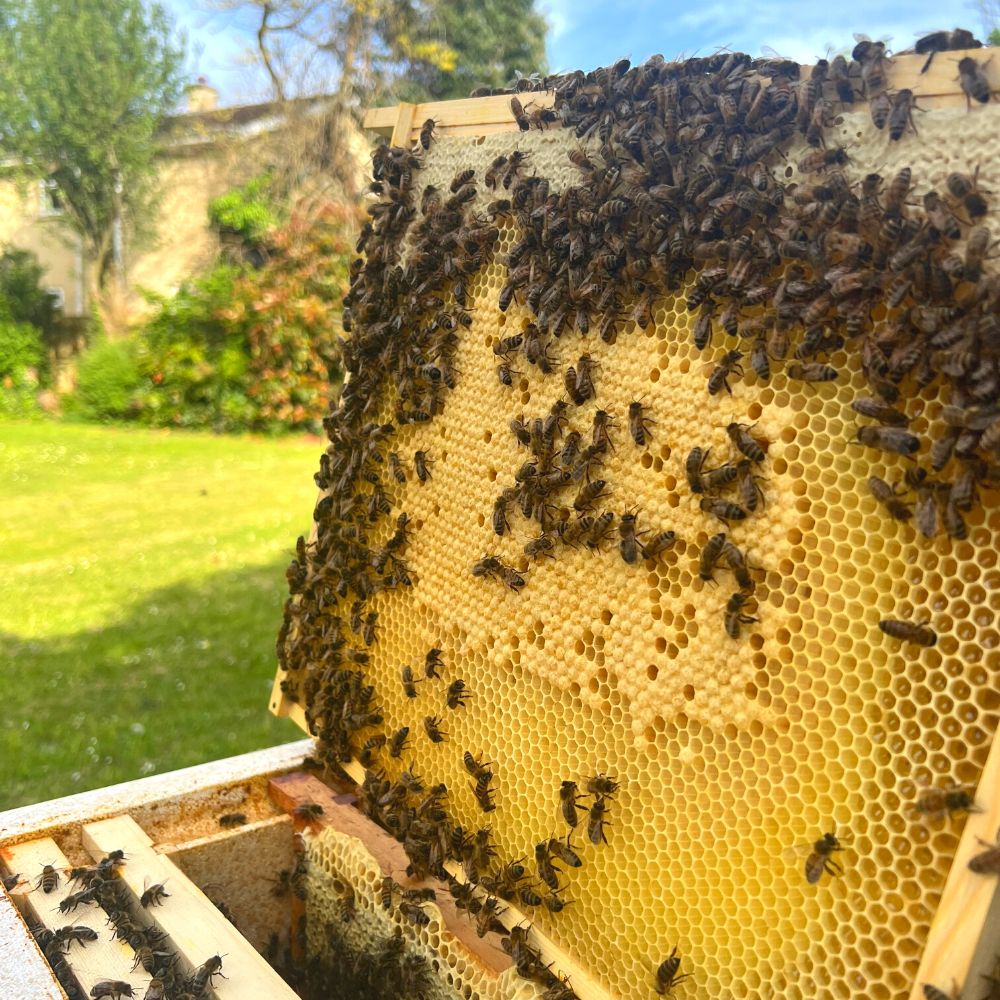 Magee's Wildflower Local Honey🍯