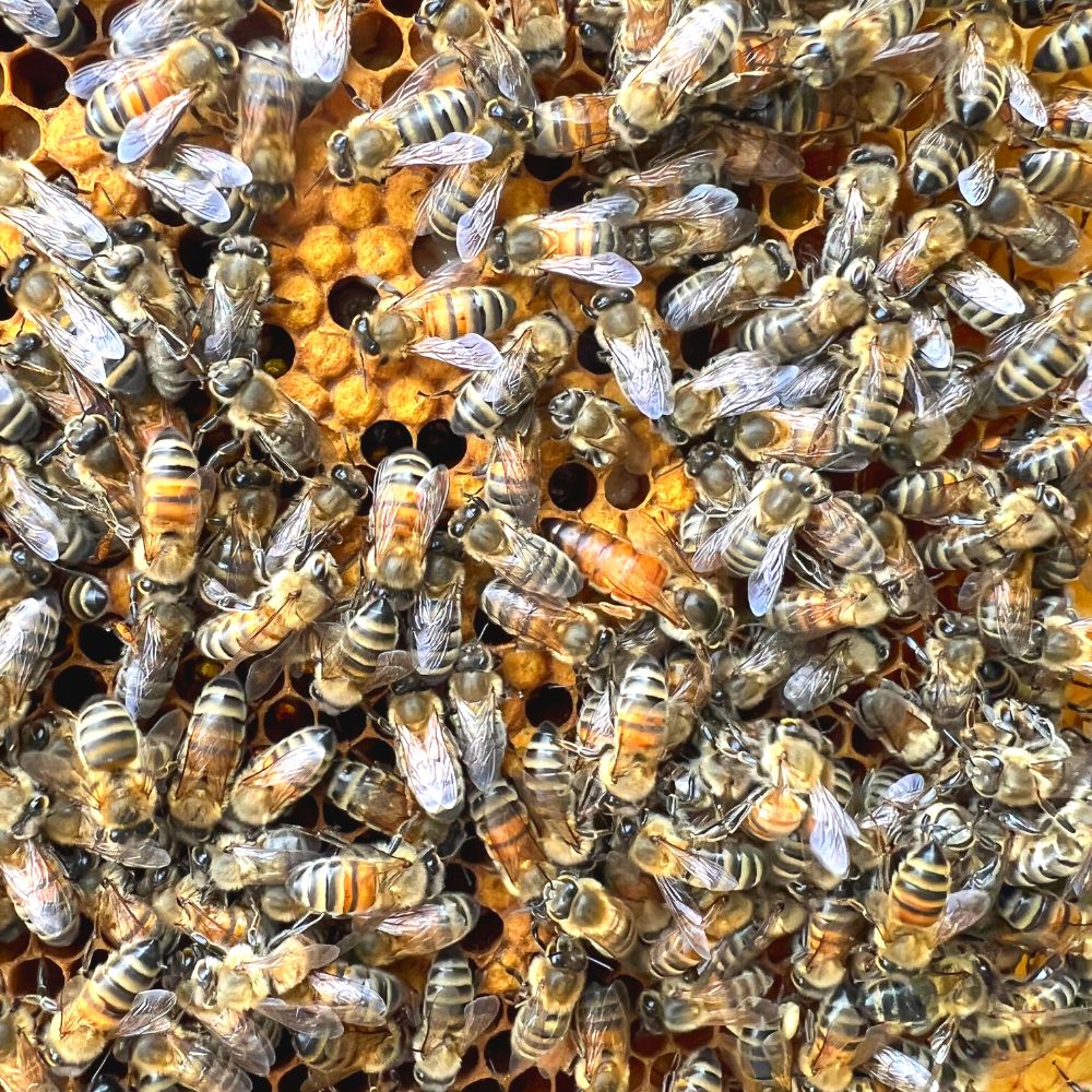 Magee's Wildflower Local Honey🍯