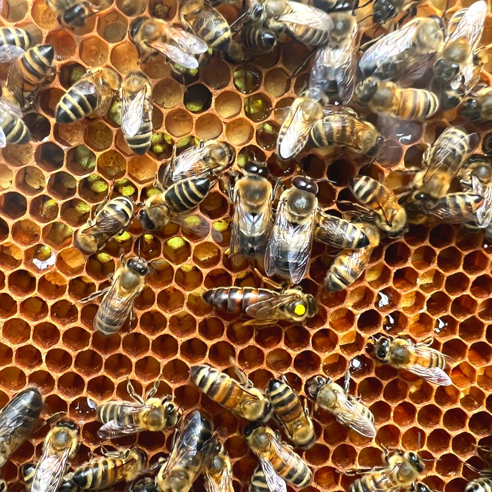 Magee's Wildflower Local Honey🍯