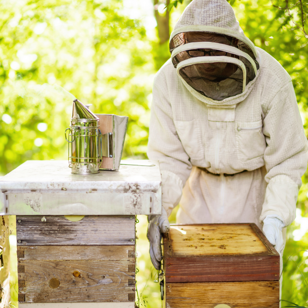 Beekeeping Experience Day in Bath