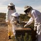 Beekeeping Experience Day in Bath