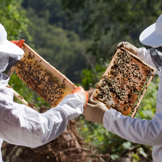 Beekeeping Experience Day in Bath