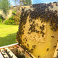Magee's Wildflower Local Honey🍯