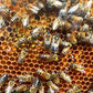 Magee's Wildflower Local Honey🍯